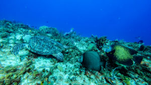 padi cozumel