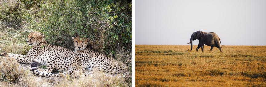 Our Kenyan Safari Experience - HUDSON AND EMILY